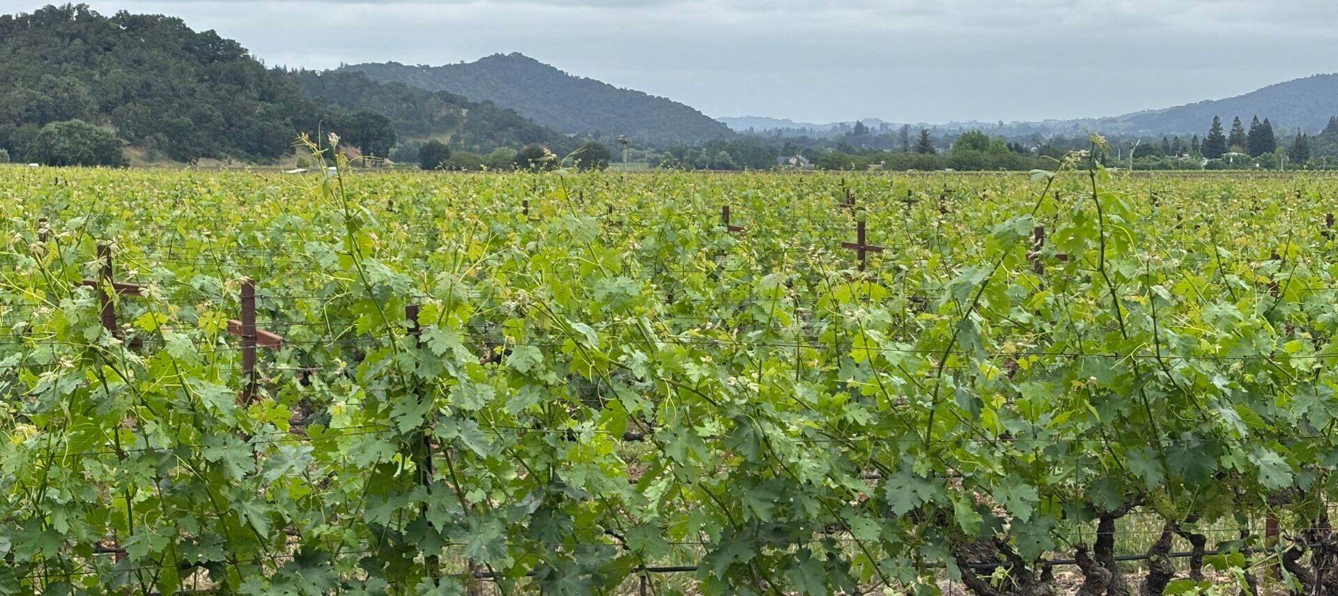 large vineyard with trellis posts and mountains in the background